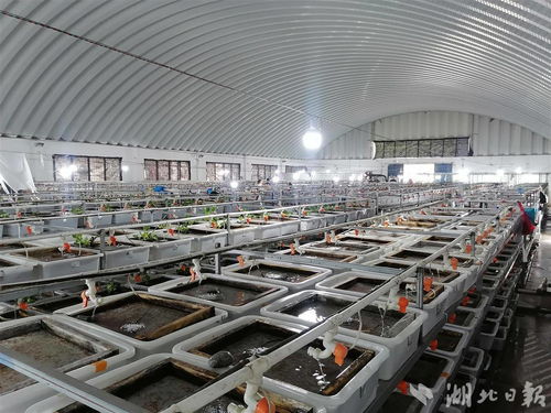 虾鳝产量增速均超9% 湖北探索特色淡水产品产业链建设新路径